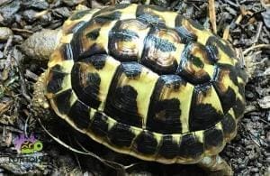 Hermann's tortoise