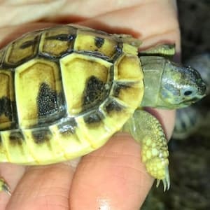 hermann's tortoise for sale