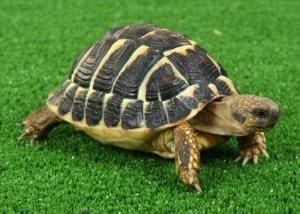 hermann's tortoise for sale