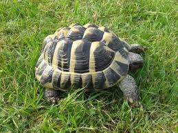 hermann's tortoise for sale