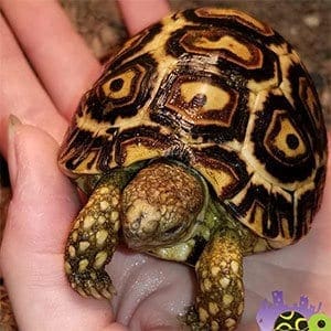 baby leopard tortoise