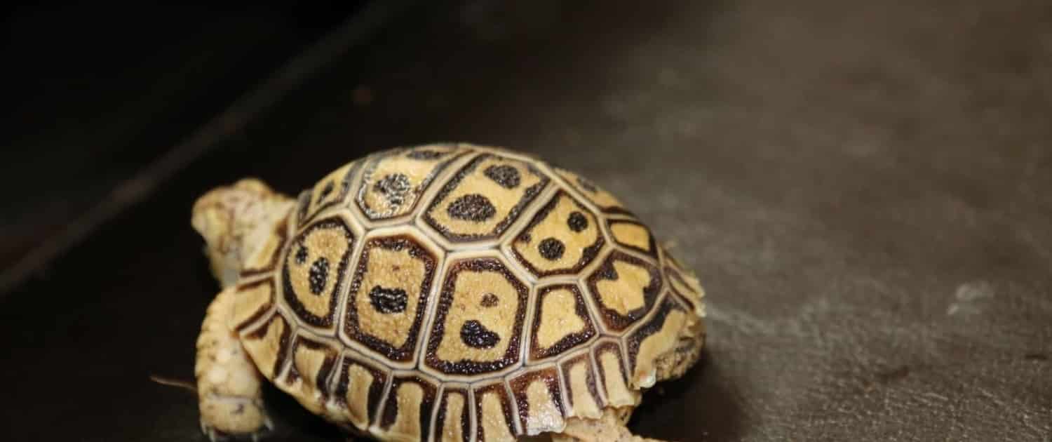 places to buy a tortoise near me