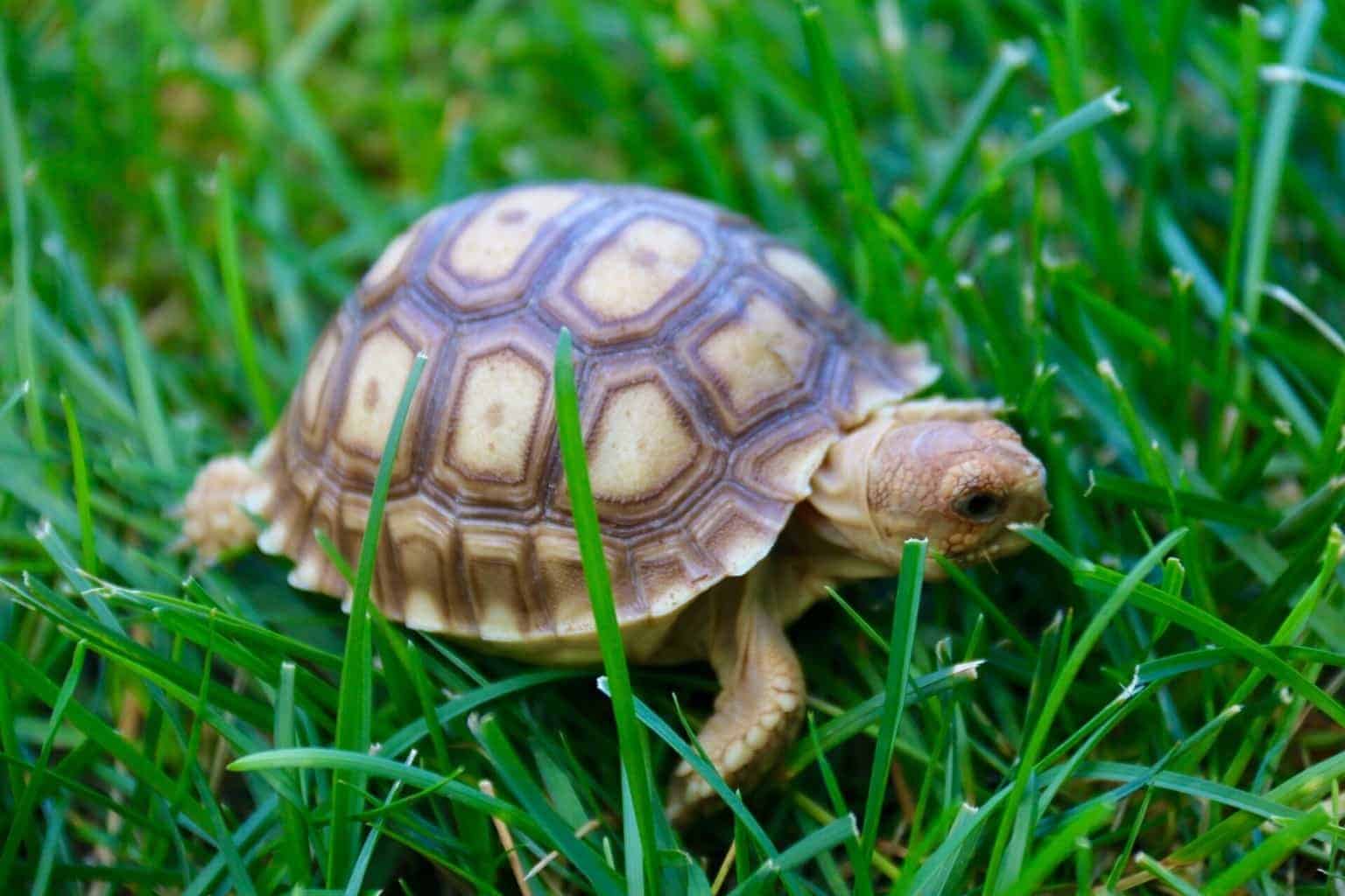 african tortoise baby