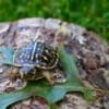 ornate box turtle baby