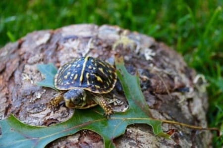 ornate box turtle baby