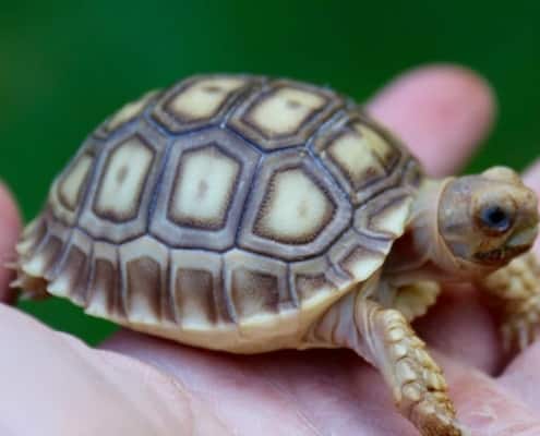 sulcata tortoise breeder