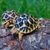 burmese star tortoise for sale