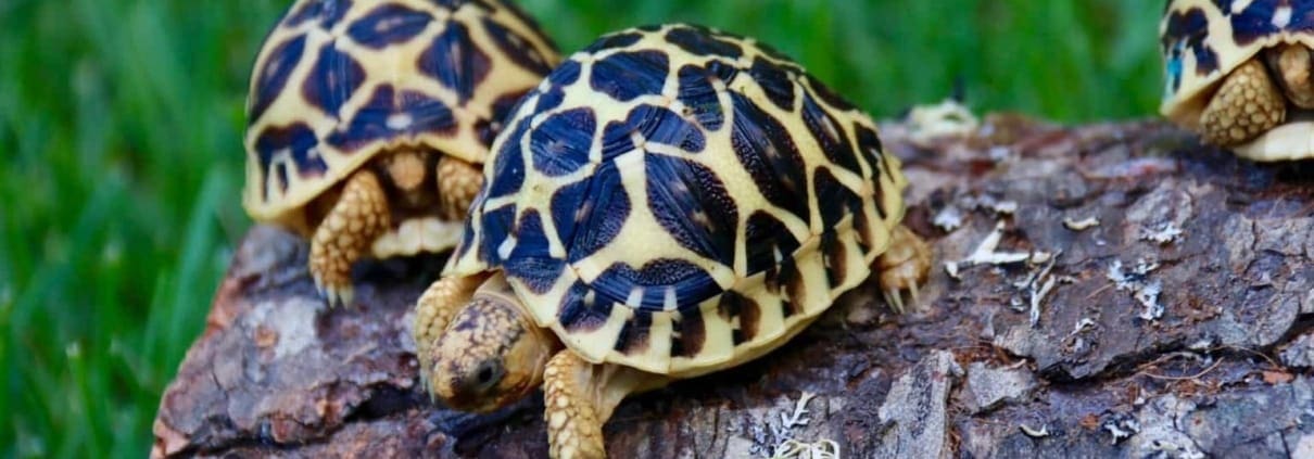 burmese star tortoise for sale