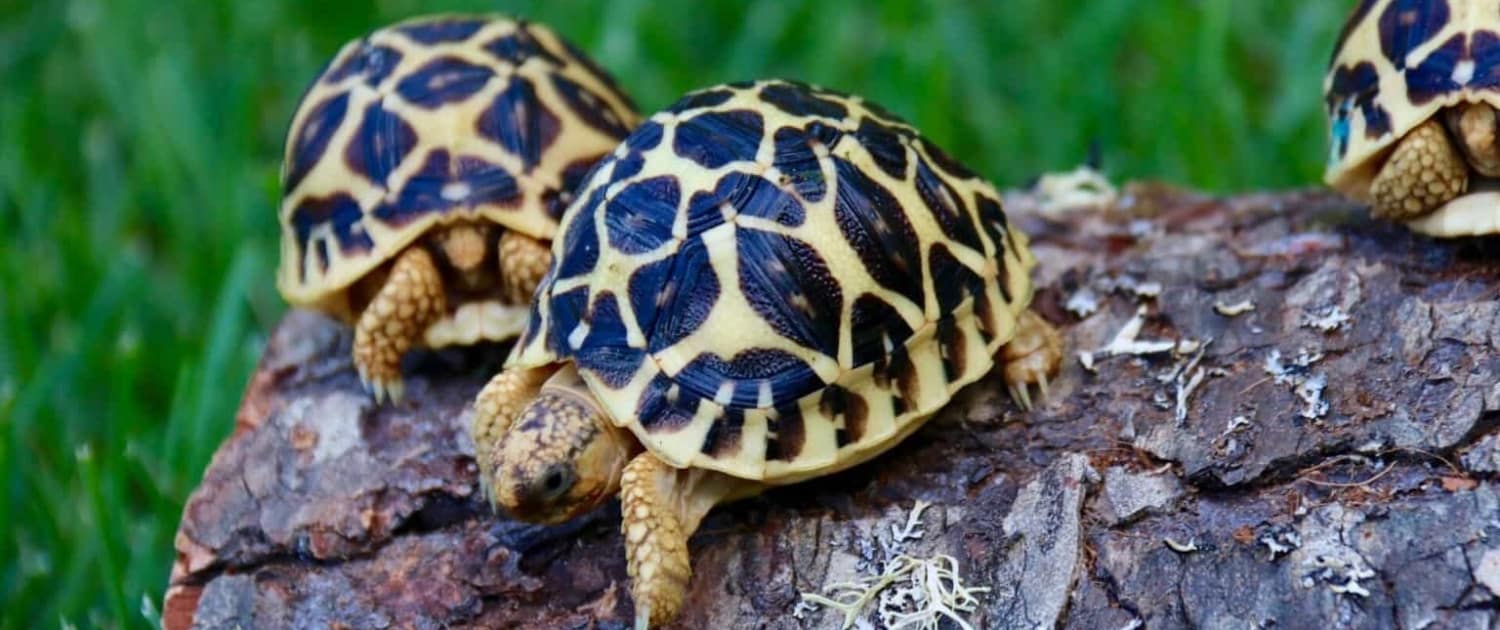 burmese star tortoise for sale