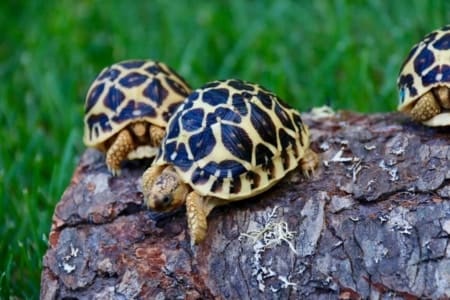 burmese star tortoise for sale