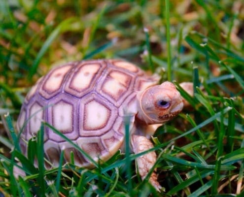 sulcata tortoise for sale