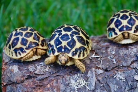 Sri Lankan Star Tortoise for sale