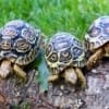 leopard tortoise