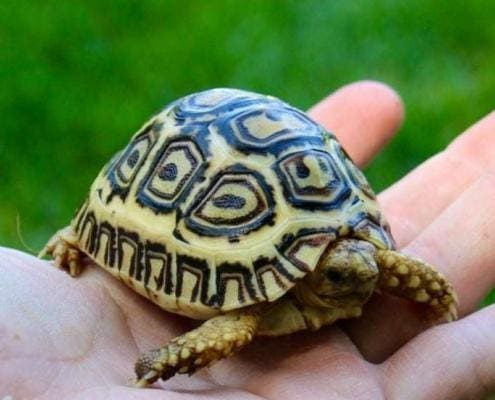 ivory leopard tortoise for sale