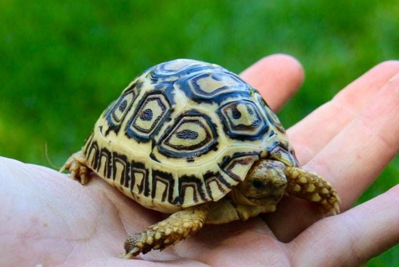 ivory leopard tortoise for sale