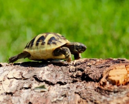 greek tortoise