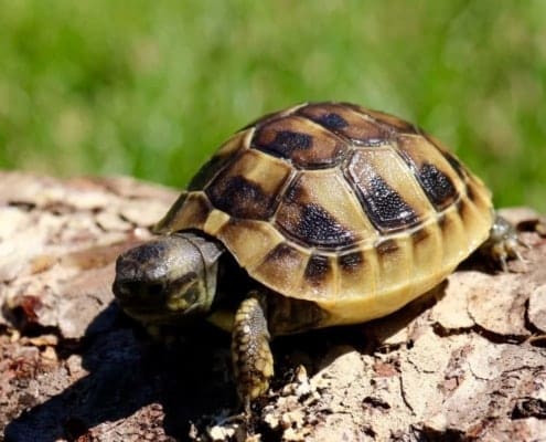 eastern hermann's tortoise for sale