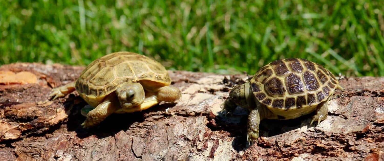 russian turtle diet