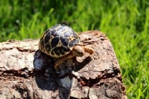 baby indian star tortoise hatchling