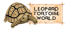 Tortoise For Sale