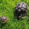 Baby Indian Tortoise for sale