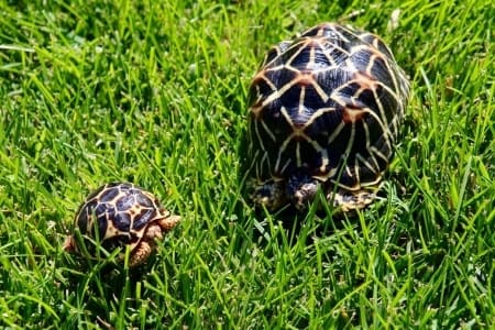 Baby Indian Tortoise for sale