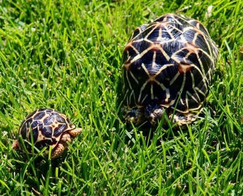 Baby Indian Tortoise