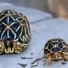 Indian tortoise for sale