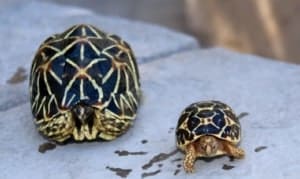 Indian tortoise for sale