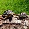 hermanns tortoise for sale