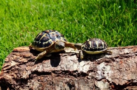 hermanns tortoise for sale