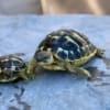 hermanns tortoise for sale