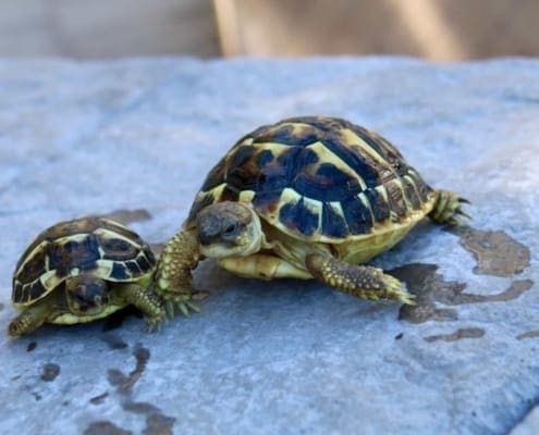 hermanns tortoise for sale