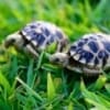 burmese tortoise for sale