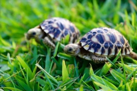burmese tortoise for sale