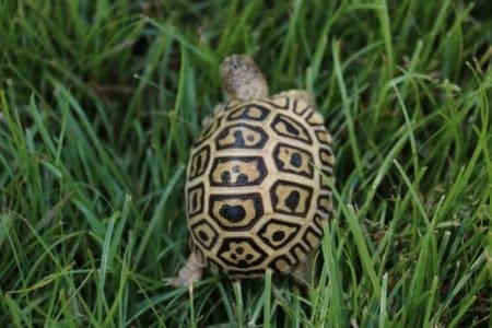 giant leopard tortoise for sale