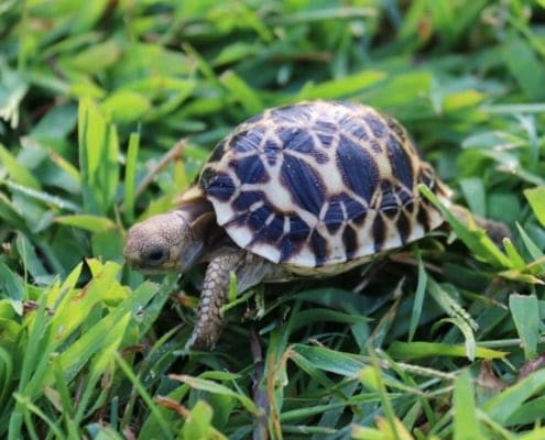 burmese star tortoise breeders