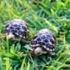 burmese star tortoises