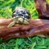 baby burmese star tortoise