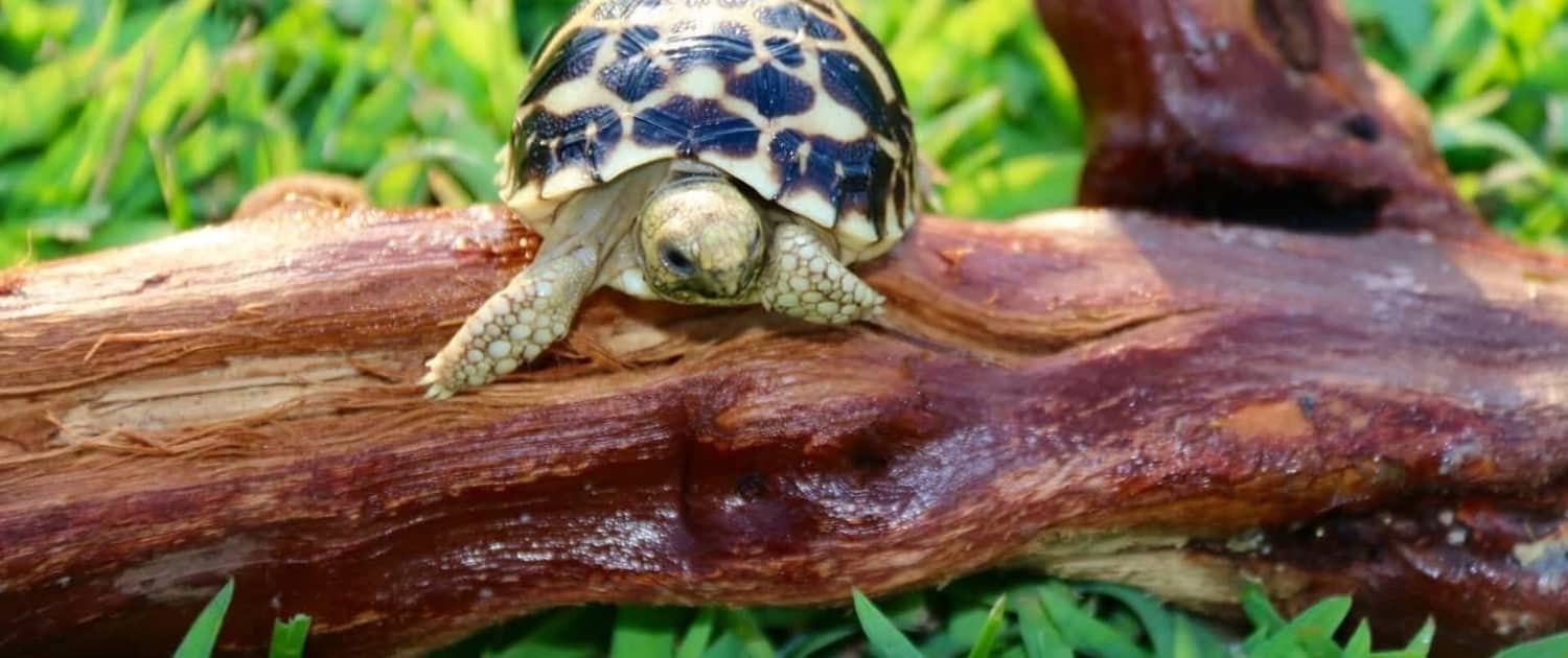 baby burmese star tortoise