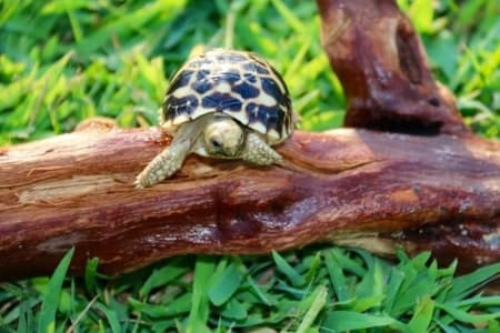 baby burmese star tortoise