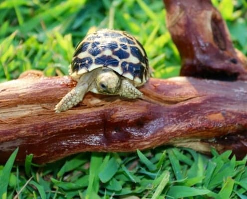 baby burmese star tortoise