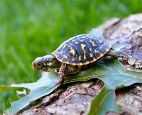 ornate box turtles for sale