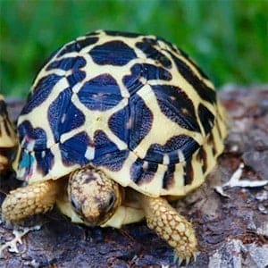 indian star tortoise