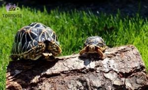 Indian Star Tortoise for sale