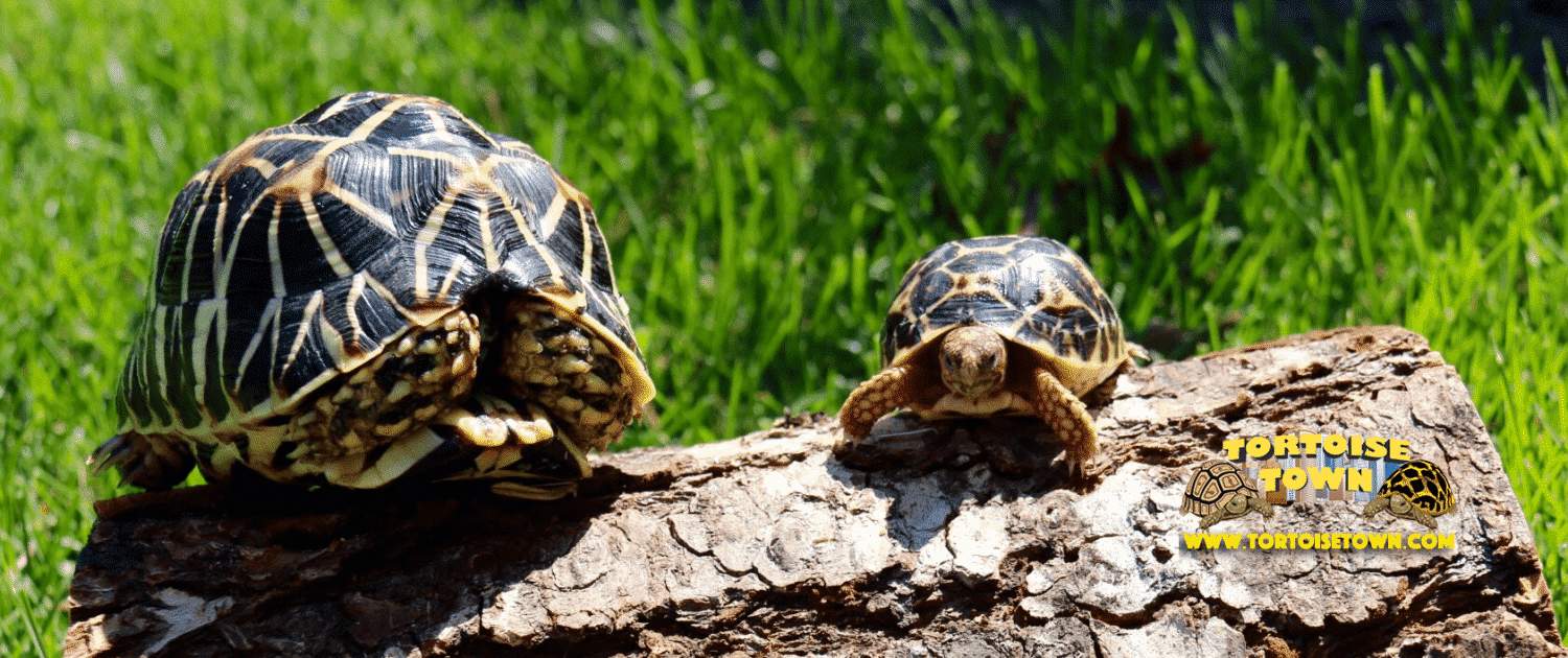 indian star tortoise for sale