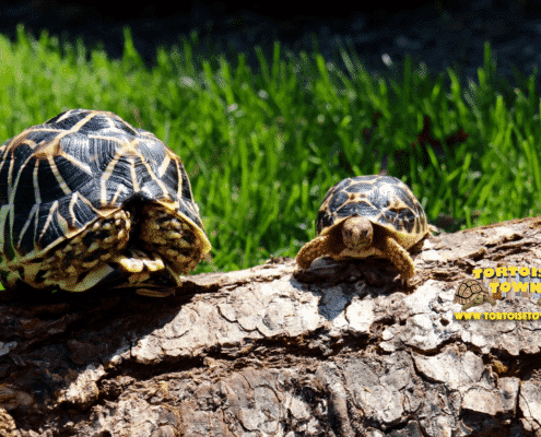 indian star tortoise for sale