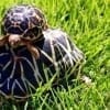 indian star tortoise