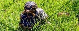 indian star tortoise