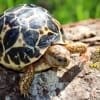 baby indian star tortoise